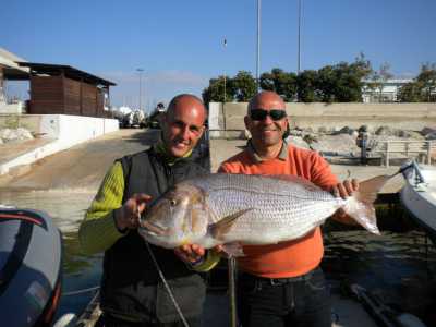 Dentice da 12 kg